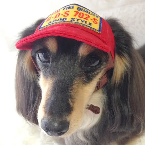 【GARDEN OF EDEN】ガーデンオブエデン ツイルCAP ＜全4色＞ 犬用 帽子 キャップ GE定番モデル 脱着簡単 サイズ調整可