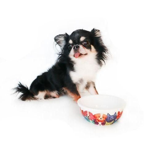 【M-PETS】エムペッツ PETJOY FeedMeWowボウル PetFamily 犬用 食器 フードボウル 高品質 陶器製 食洗機可