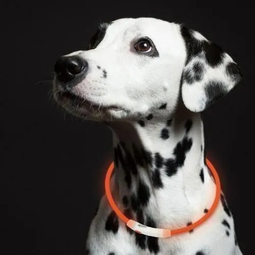 【ROOP】ループセイフ LEDリングライト ＜2サイズ / 全6色＞ 犬用 散歩 ライト 首輪タイプ USB充電式 防水仕様 最大5時間使用可能