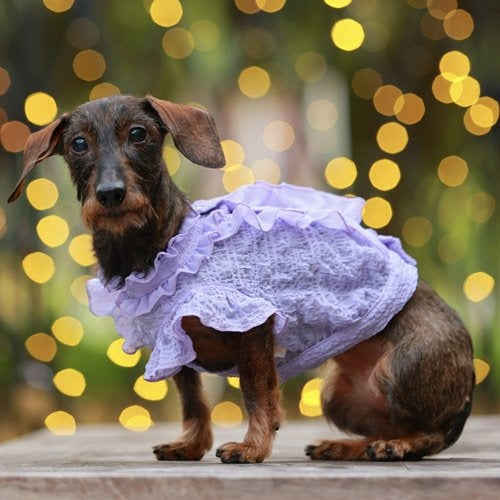 『最終値下げ』新品 GODPIVA フルーツフリルワンピース 犬服　SM GODPIVA】フルーツフリルブラウス［ゴッドピバ］犬 服 ドッグ
