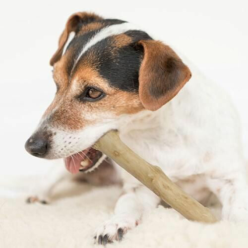 【ROOP】ループカフェウッド チャンプ 犬用 おもちゃ デンタルケア ストレス解消 無香料 無着色 天然木材 コーヒーノキ