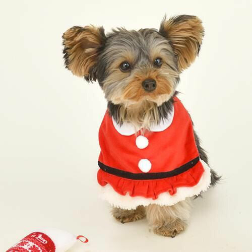 【Solgra】ソルグラ サンタ裾フリルスタイ 犬用 クリスマス コスチューム サンタ服モチーフ マジックテープ 汚れ防止