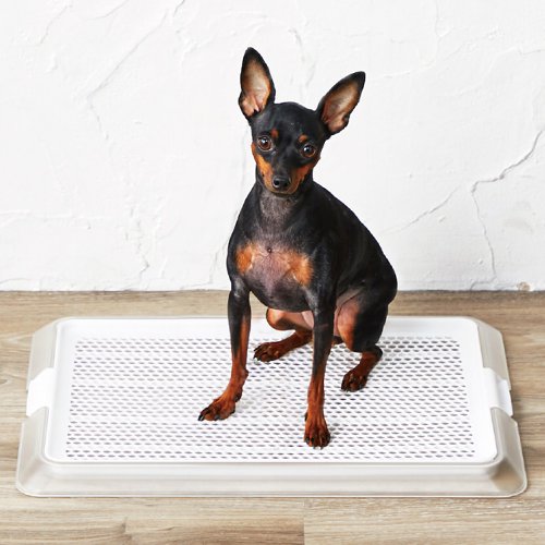 【ボンビアルコン】ペットレークリアメッシュ Sサイズ 犬用トイレトレー メッシュ付き 抗菌成分 滑り止め レギュラーサイズ