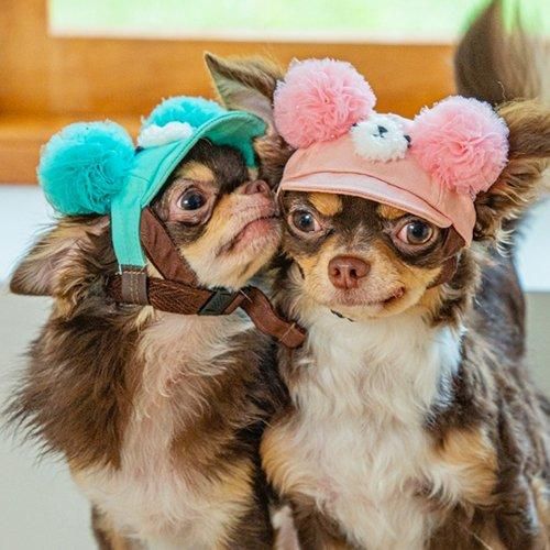 【GARDEN OF EDEN】ガーデンオブエデン DenimPopBearCAP ＜全3色＞ 犬用 帽子 キャップ オールシーズン 脱着簡単 サイズ調整可
