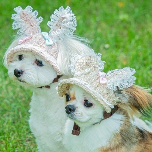 【GARDEN OF EDEN】ガーデンオブエデン 森のうさぎ＆くまさんハット ＜全2種＞ 犬用 帽子 キャップ レース リボン 脱着簡単 サイズ調整可
